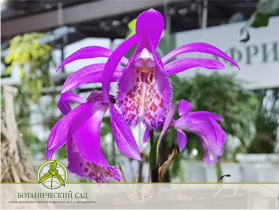 Цветет орхидея Плейона тонгариро