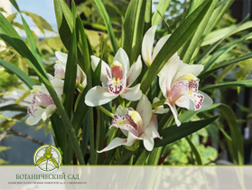 Цветет орхидея Цимбидиум