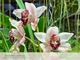 Цветет орхидея Цимбидиум 