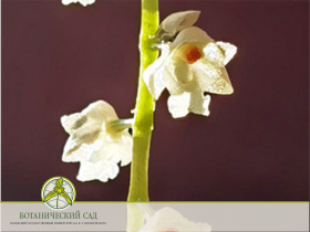 Цветет орхидея Фолидота