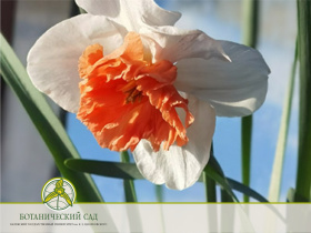 Цветет Нарцисс гибридный крупнокорончатый