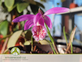 Цветет орхидея Плейона тонгариро