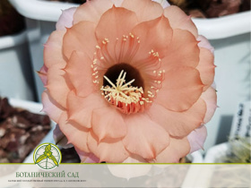 Цветет Эхинопсис гибридный сорт «Спящая красавица»