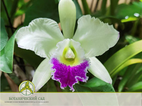 Цветет орхидея Каттлея гибридная